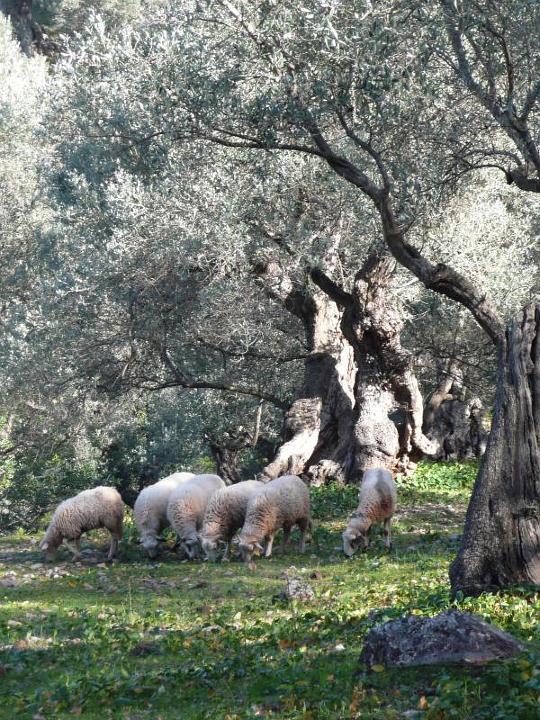 sizilien-mallorca 129.jpg - Schafe am Cami de Rost (Foto E. Major)